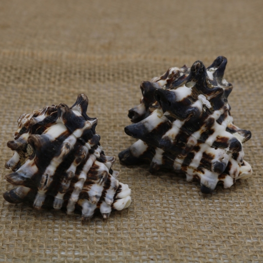 Cơ Sở Sản Xuất Mỹ Nghệ Thanh Thêm