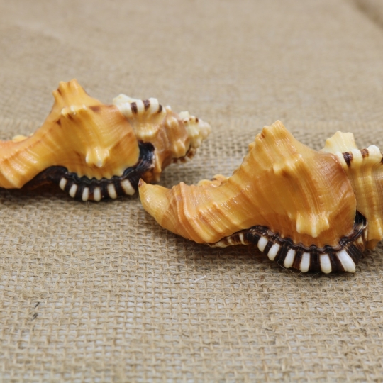 Cơ Sở Sản Xuất Mỹ Nghệ Thanh Thêm